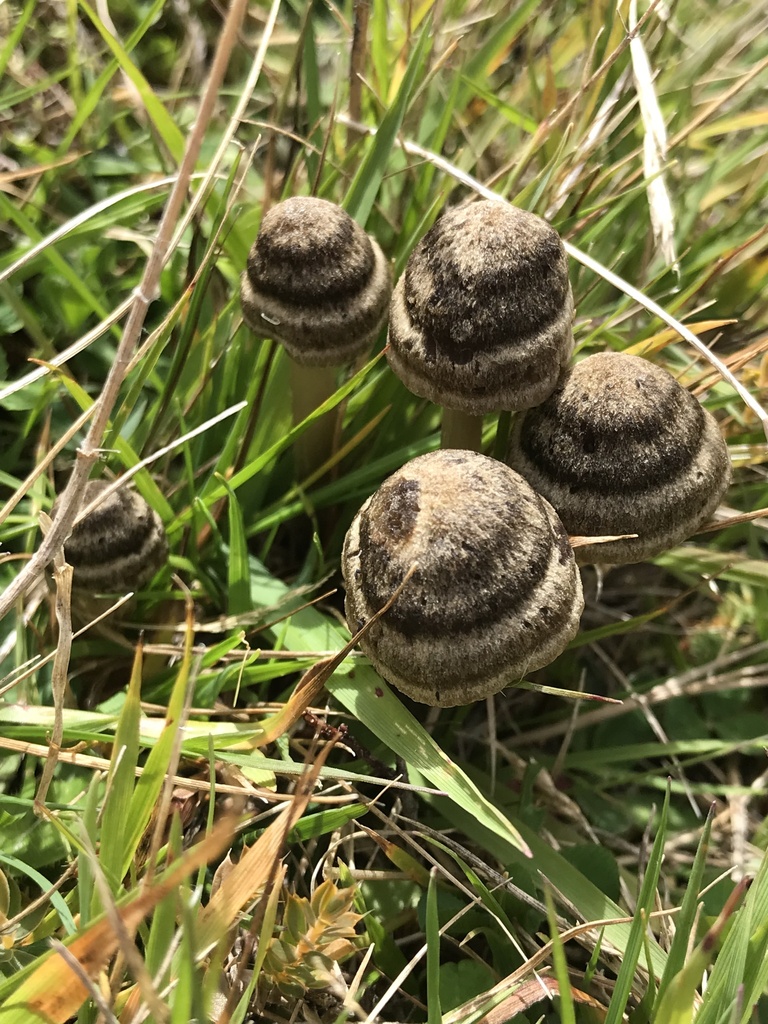 Entoloma perzonatum · March 2025 · photo: © fuligogirl (iNaturalist, cc-by)