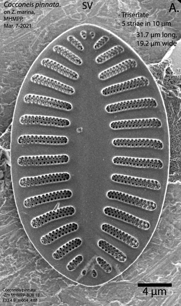 Cocconeis pinnata