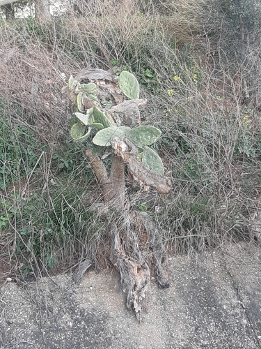Avistamiento Chumbera (Opuntia ficus-indica)
