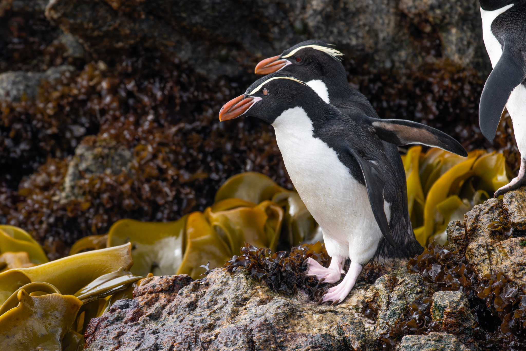 Snares Penguin (Eudyptes robustus)