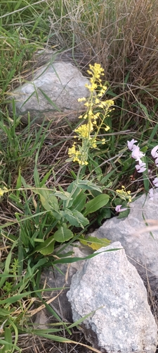 Image of Isatis lusitanica by no rights reserved