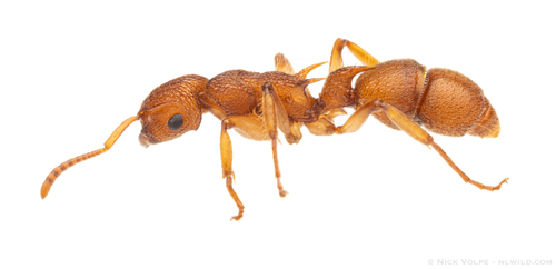Acanthoponera peruvianaAcanthoponera peruviana