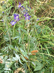Polemonium occidentale