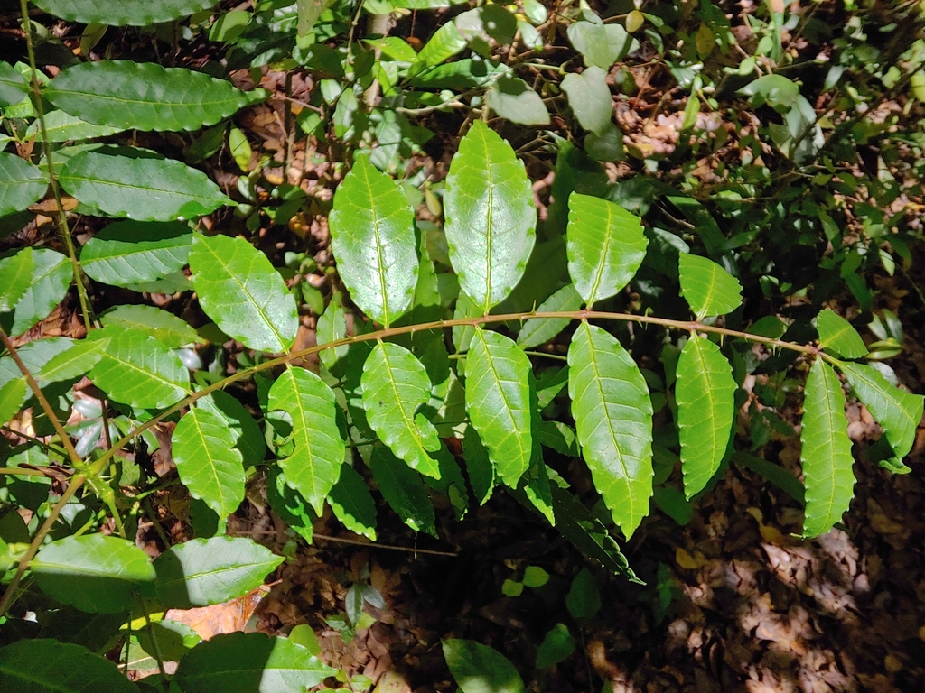 Zanthoxylum caribaeum; photograph (c) Kurt Miller, some rights reserved (CC BY-SA)