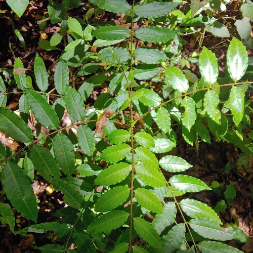 Zanthoxylum caribaeum, photograph 4