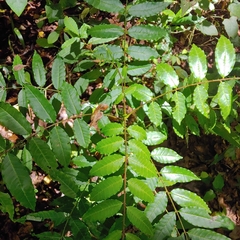 (c) Kurt Miller, some rights reserved (CC BY-SA) Zanthoxylum caribaeum, photograph (c) Kurt Miller, some rights reserved (CC BY-SA)