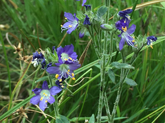 Polemonium occidentale