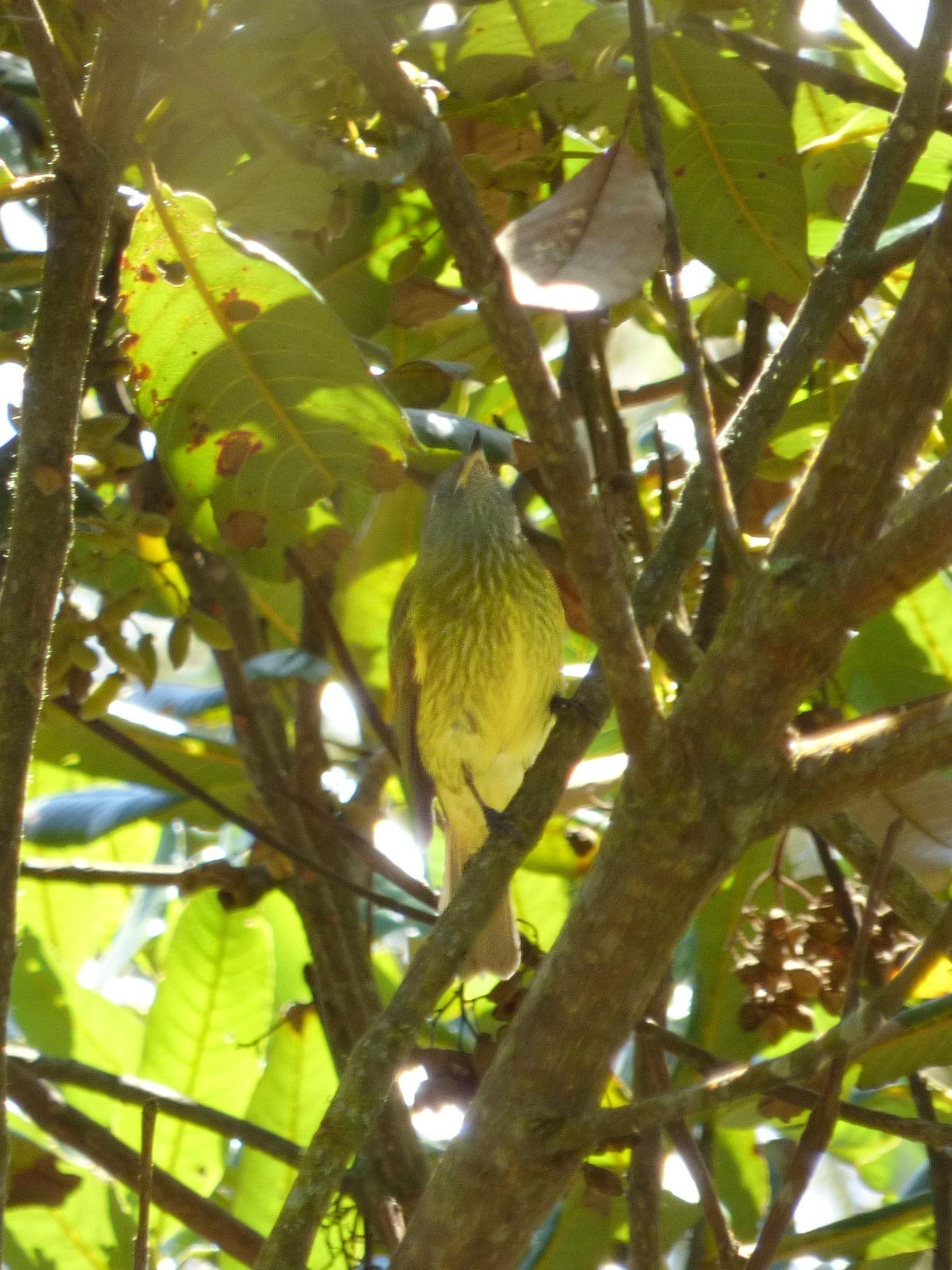 Streak-necked Flycatcher illustration