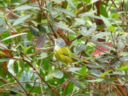 Grey-hooded Tanager