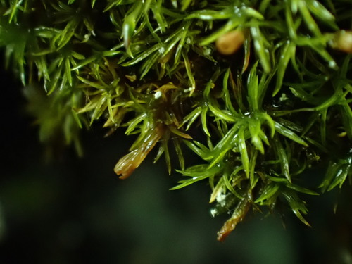 Amphidium lapponicum observed 2025-03-07