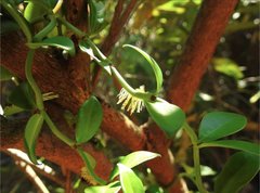 Psychotria serpens