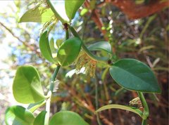 Psychotria serpens