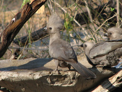 Corythaixoides concolor