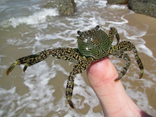 Mottled Lightfoot Crab