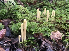 Clavariadelphus sachalinensis