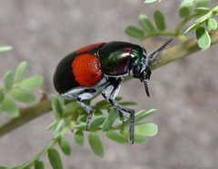 Megalostomis pyropyga