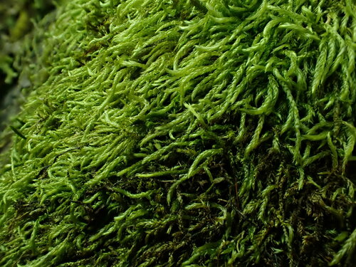 Pseudisothecium cristatum observed 2025-03-07