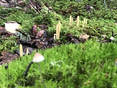 Clavariadelphus sachalinensis