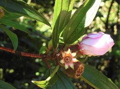 Melastoma sanguineum
