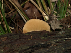 Crepidotus nephrodes