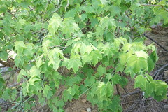 Jatropha malacophylla