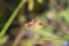 Carex projecta
