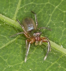 Tutelina similis