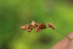 Carex projecta