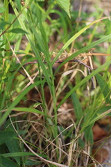Carex projecta