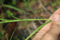 Carex projecta