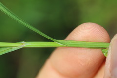 Carex projecta