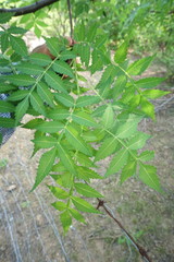 Bursera penicillata