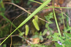 Carex pseudocyperus