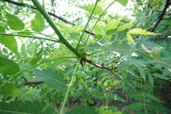 Bursera penicillata