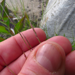 Sporobolus vaginiflorus