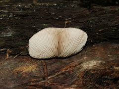 Crepidotus nephrodes