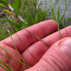 Sporobolus vaginiflorus