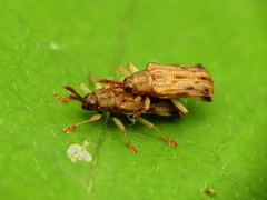 Sumitrosis rosea