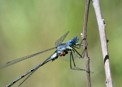 Arrenurus