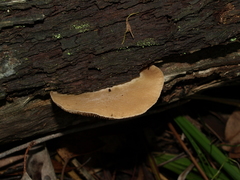Crepidotus nephrodes