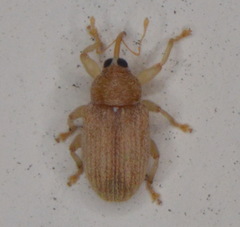 Lignyodes helvolus