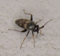 Spanagonicus albofasciatus