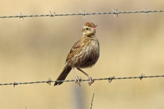 Cincloramphus cruralis