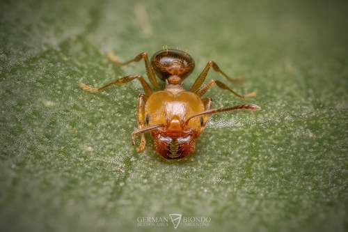 Pheidole triconstrictaPheidole triconstricta