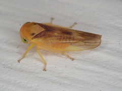Populicerus