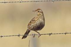 Cincloramphus cruralis