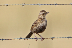 Cincloramphus cruralis