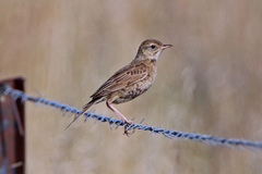 Cincloramphus cruralis