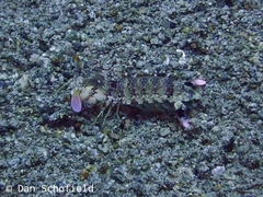 Odontodactylus latirostris
