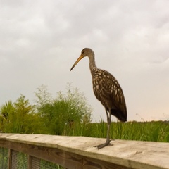 Aramus guarauna image